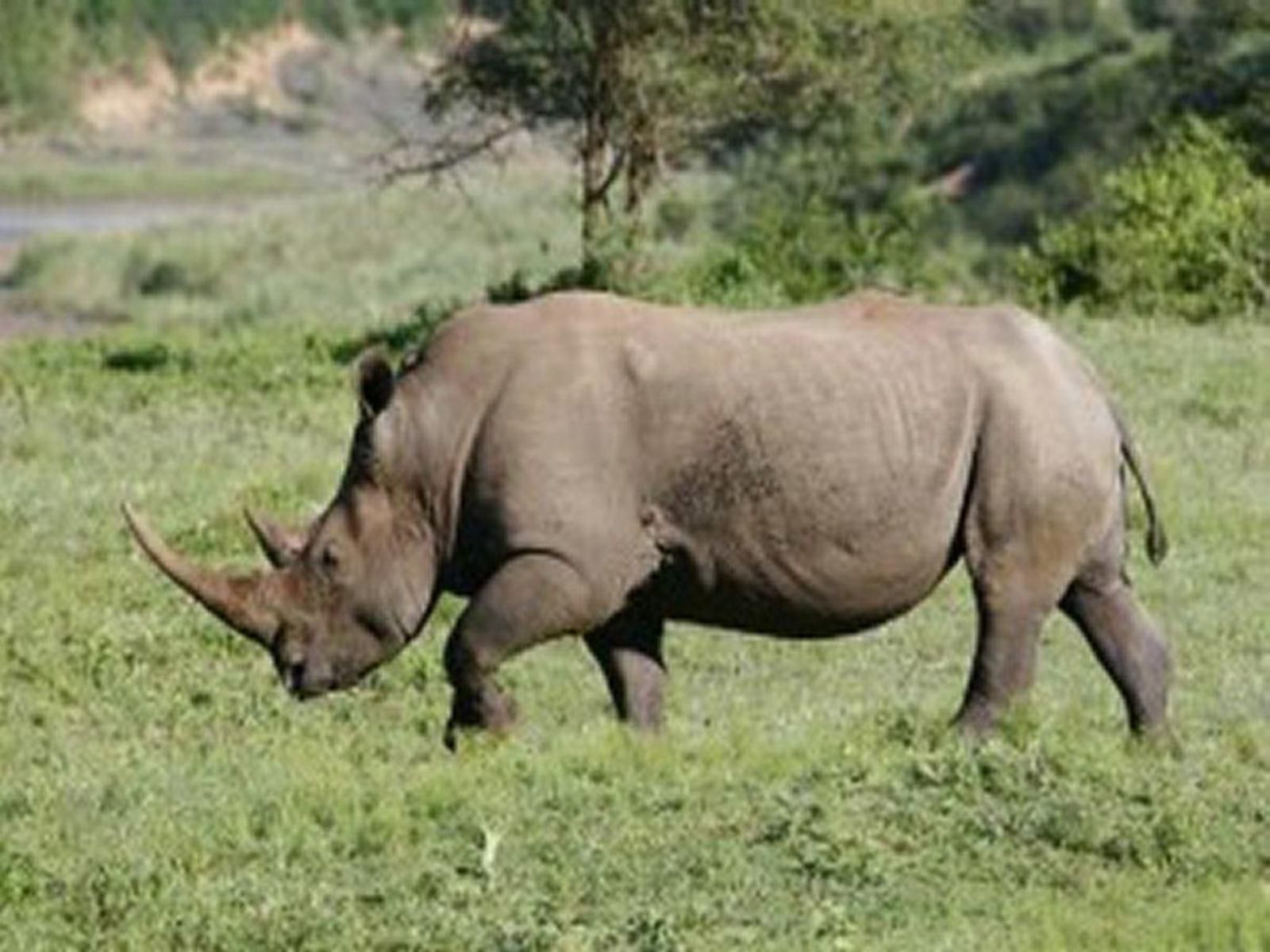 Amazulu Lodge St Lucia St Lucia Kwazulu Natal South Africa Rhino, Mammal, Animal, Herbivore