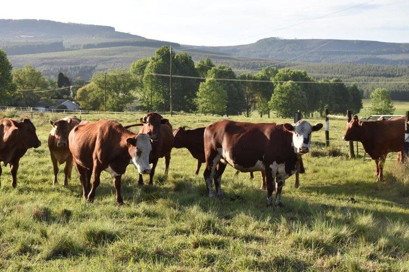 Amber Avenue Guest Farm Howick Kwazulu Natal South Africa Cow, Mammal, Animal, Agriculture, Farm Animal, Herbivore
