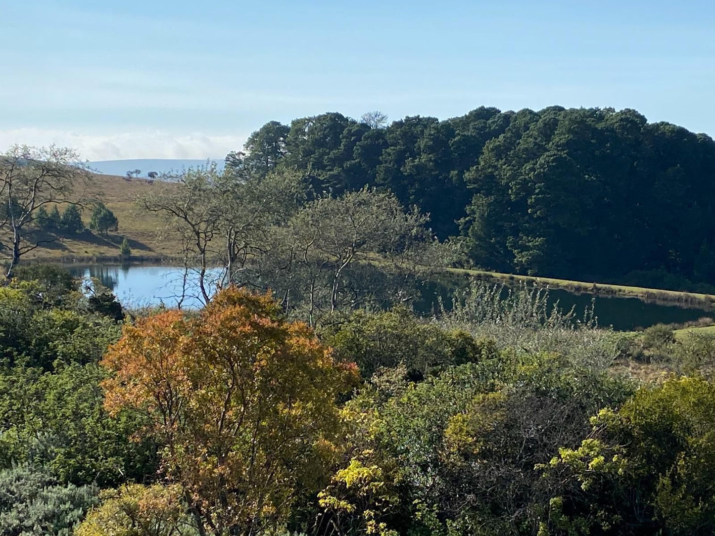 Amberley Mountain Reserve Dullstroom Mpumalanga South Africa Bridge, Architecture, River, Nature, Waters, Tree, Plant, Wood, Highland