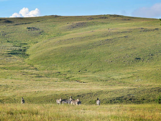 Amberley Mountain Reserve Dullstroom Mpumalanga South Africa Field, Nature, Agriculture, Meadow, Mountain, Highland