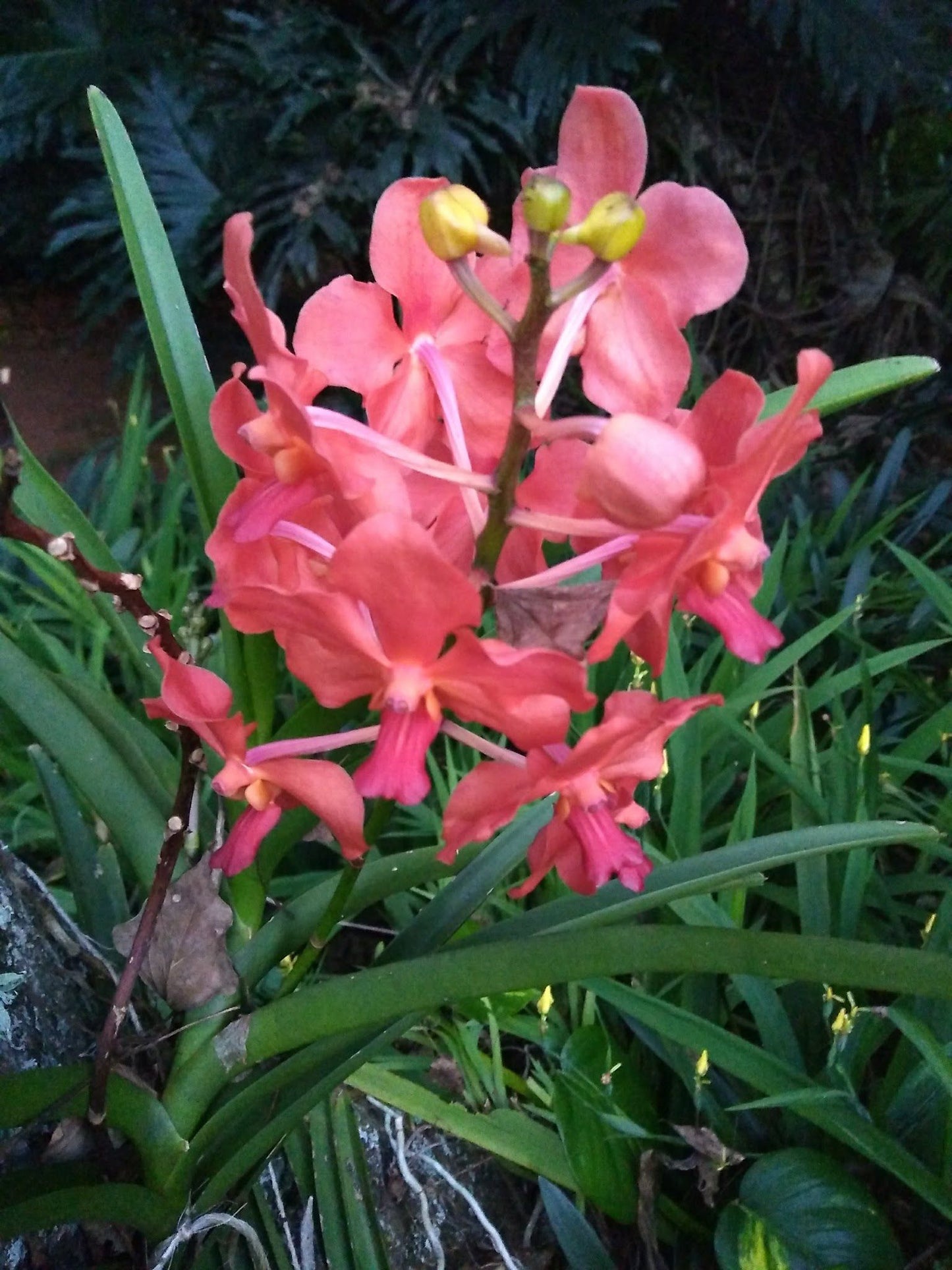 Ambience Inn White River Mpumalanga South Africa Complementary Colors, Flower, Plant, Nature, Lily, Orchid