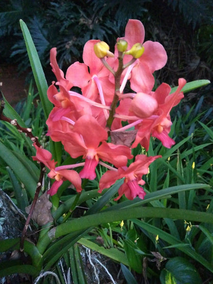 Ambience Inn White River Mpumalanga South Africa Complementary Colors, Flower, Plant, Nature, Lily, Orchid
