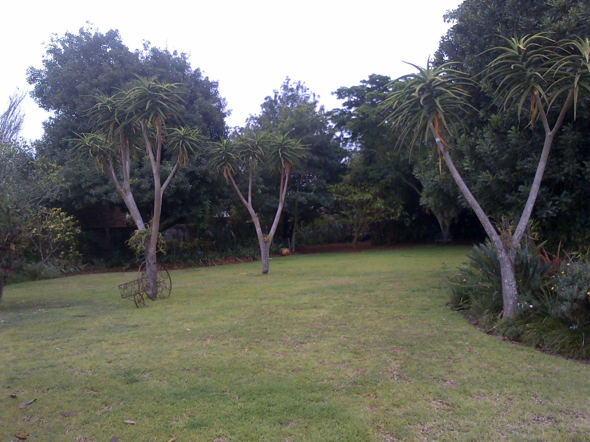 Ambience Inn White River Mpumalanga South Africa Unsaturated, Palm Tree, Plant, Nature, Wood, Tree, Garden