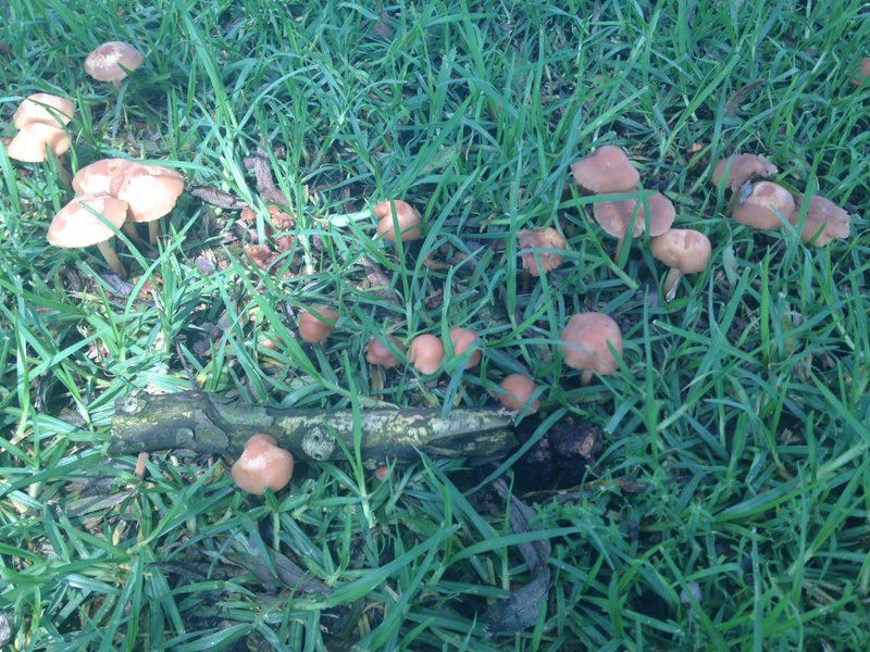 Amelee Bandb Volksrust Mpumalanga South Africa Mushroom, Nature