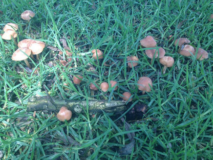 Amelee Bandb Volksrust Mpumalanga South Africa Mushroom, Nature