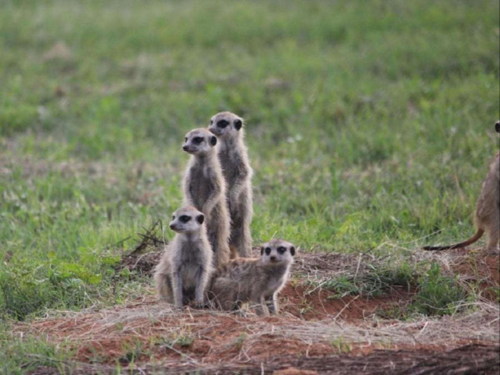 Amohela Ho Spitskop, Meerkat, Mammal, Animal, Predator