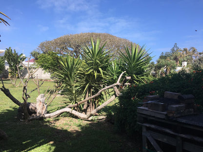 Amor Da Vida Self Catering Craig Bain Port Elizabeth Eastern Cape South Africa Complementary Colors, Palm Tree, Plant, Nature, Wood