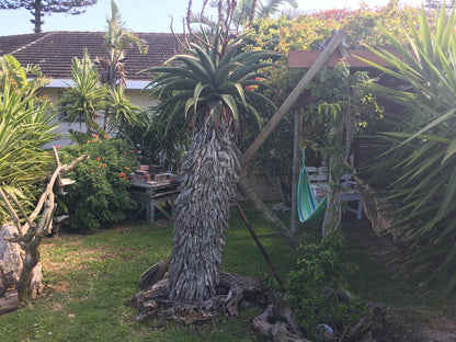 Amor Da Vida Self Catering Craig Bain Port Elizabeth Eastern Cape South Africa Palm Tree, Plant, Nature, Wood