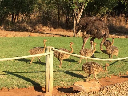 Amritz Private Lodge And Bandb Boshoek North West Province South Africa Sepia Tones, Ostrich, Bird, Animal