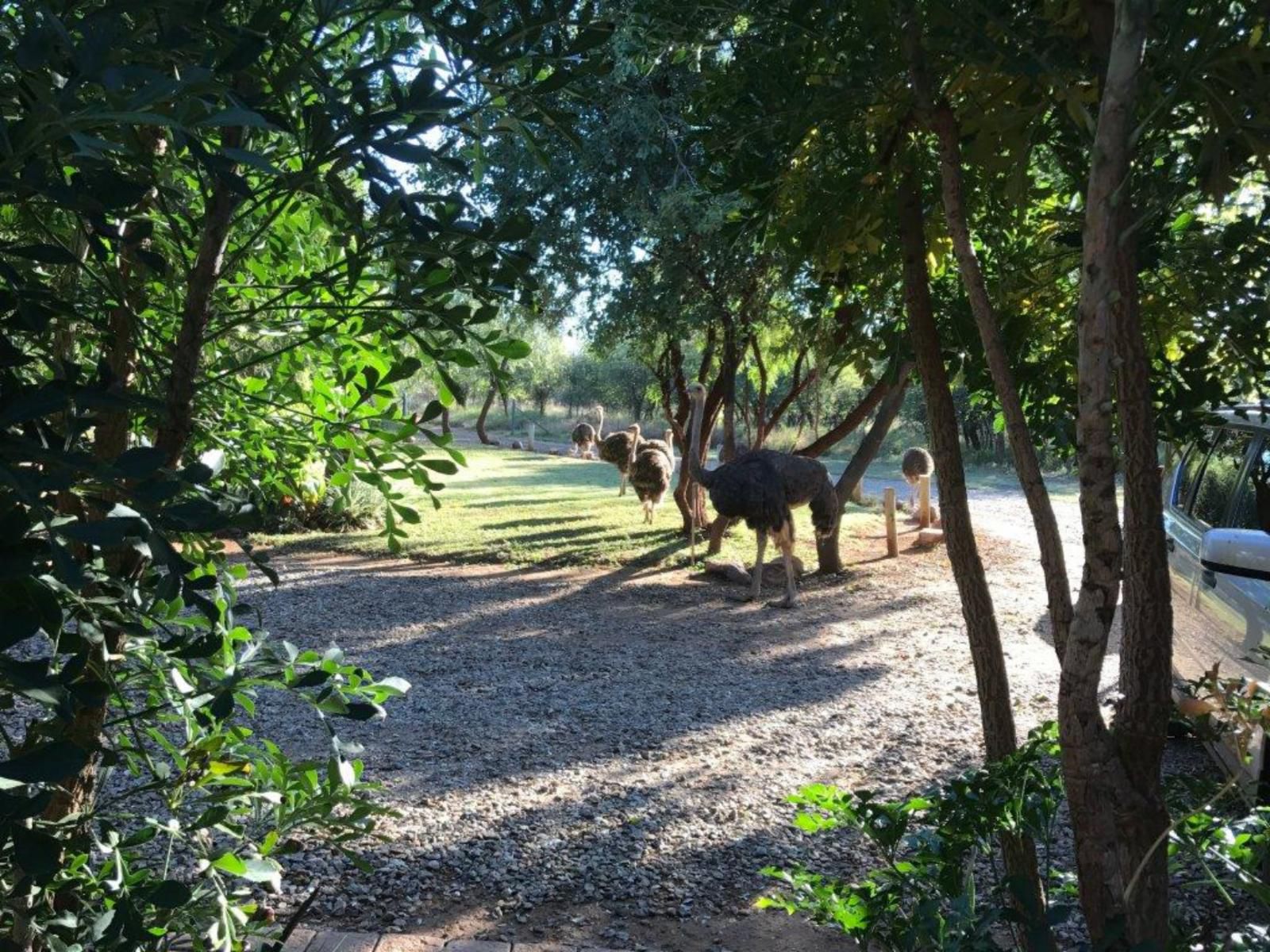 Amritz Private Lodge And Bandb Boshoek North West Province South Africa Animal, Garden, Nature, Plant