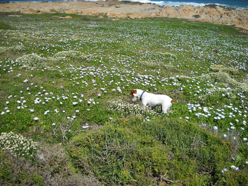 Anchorage Cape St Francis Eastern Cape South Africa Dog, Mammal, Animal, Pet, Meadow, Nature