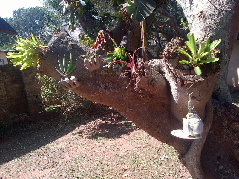 Anchors Aweigh Hibberdene Kwazulu Natal South Africa Banana, Fruit, Food, Plant, Nature