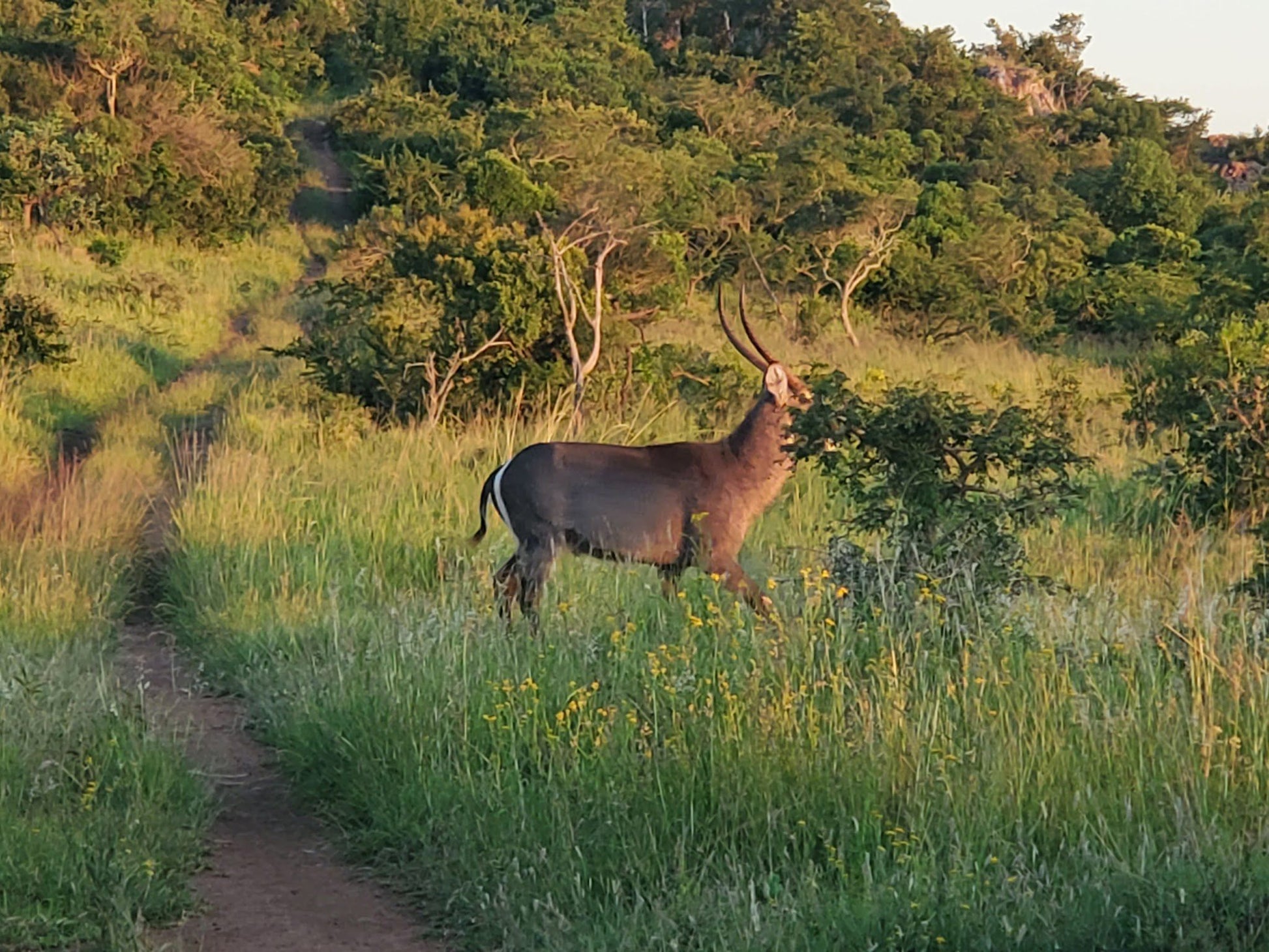  andBeyond Phinda Private Game Reserve