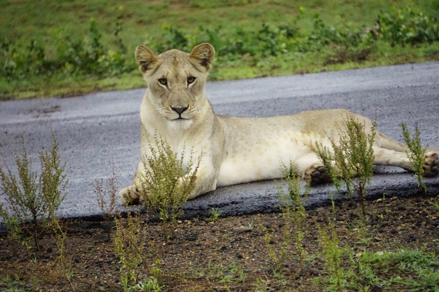  andBeyond Phinda Private Game Reserve