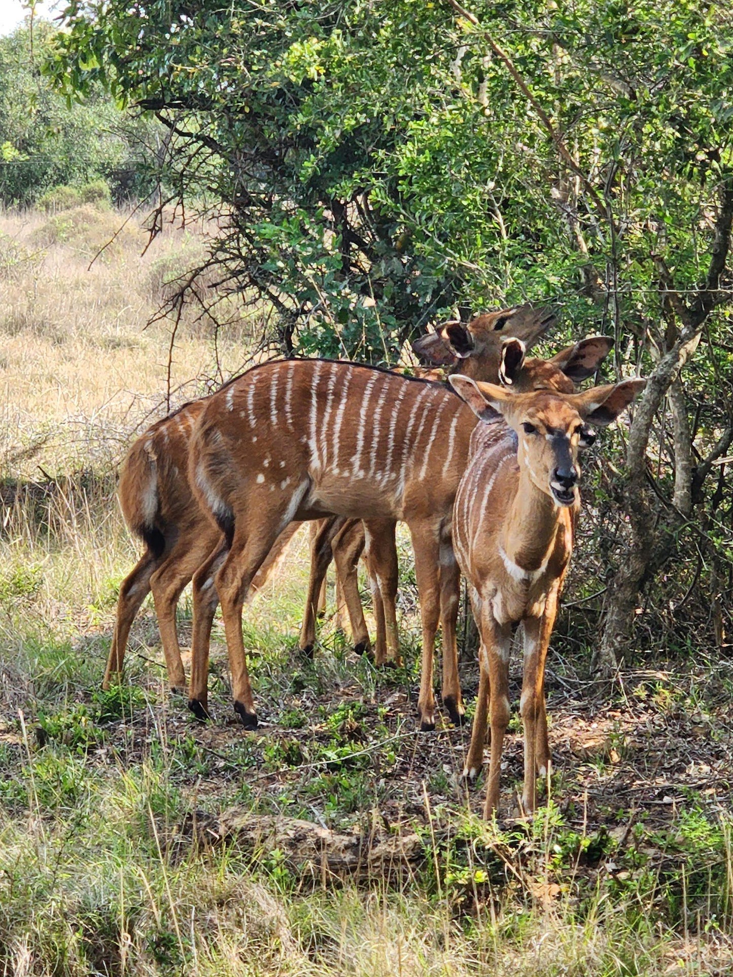  andBeyond Phinda Private Game Reserve