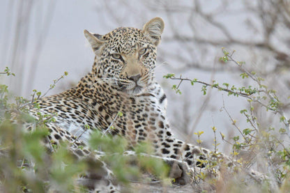  andBeyond Phinda Private Game Reserve