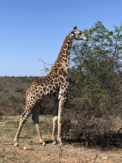  andBeyond Phinda Private Game Reserve