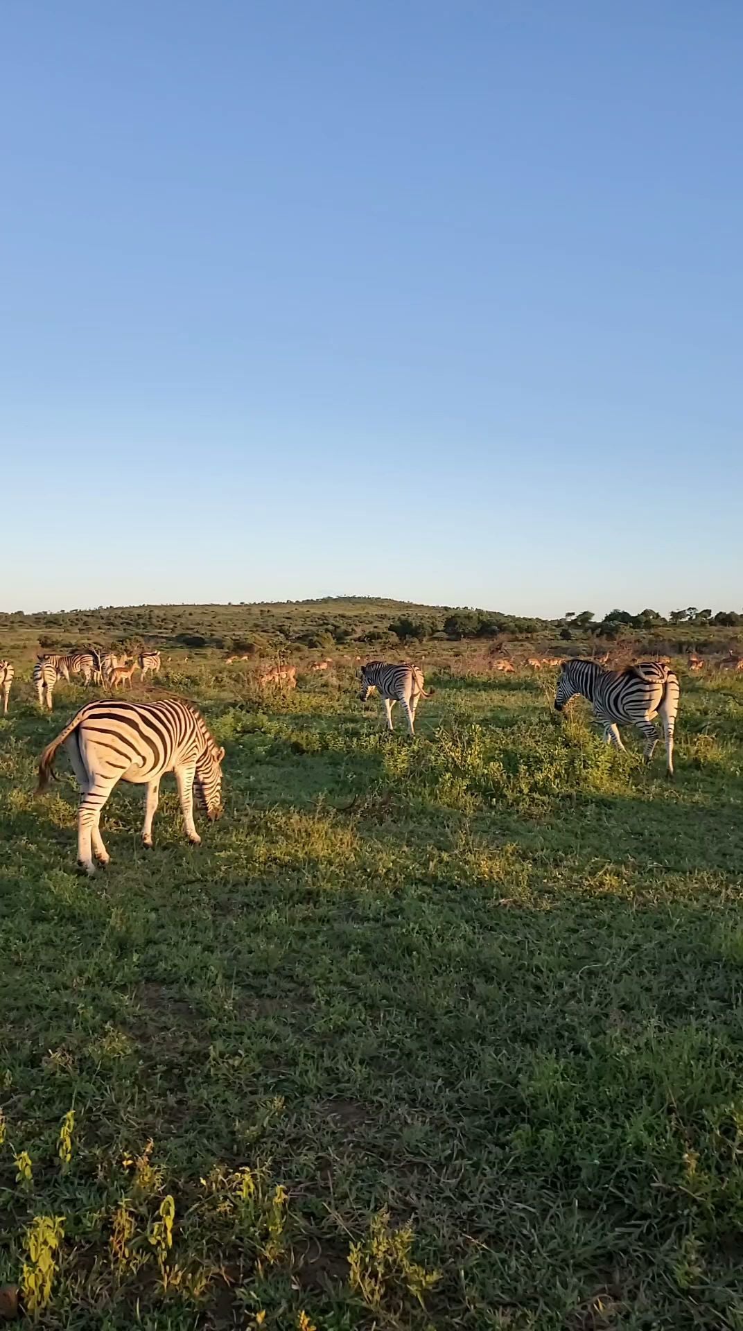  andBeyond Phinda Private Game Reserve