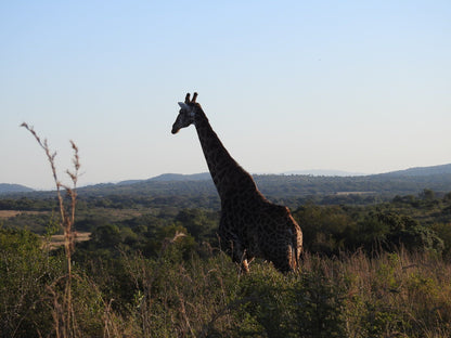  andBeyond Phinda Private Game Reserve