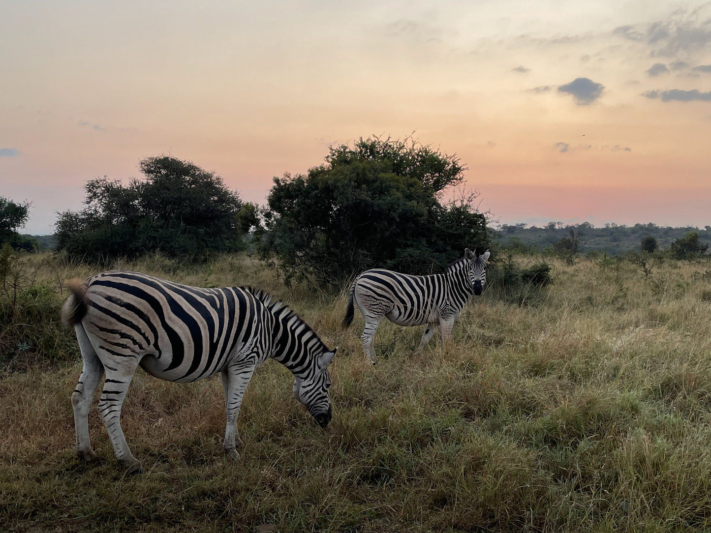  andBeyond Phinda Private Game Reserve