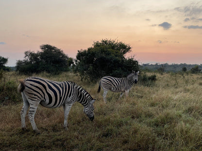  andBeyond Phinda Private Game Reserve