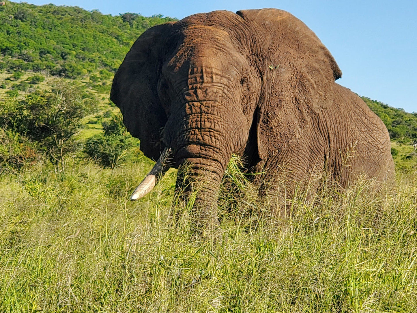  andBeyond Phinda Private Game Reserve