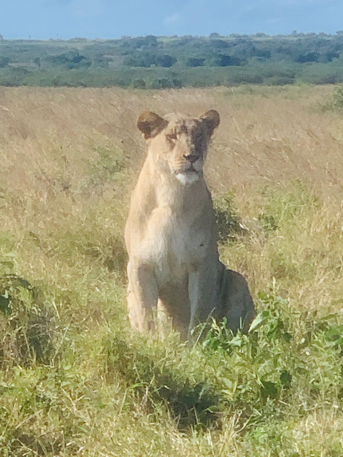  andBeyond Phinda Private Game Reserve