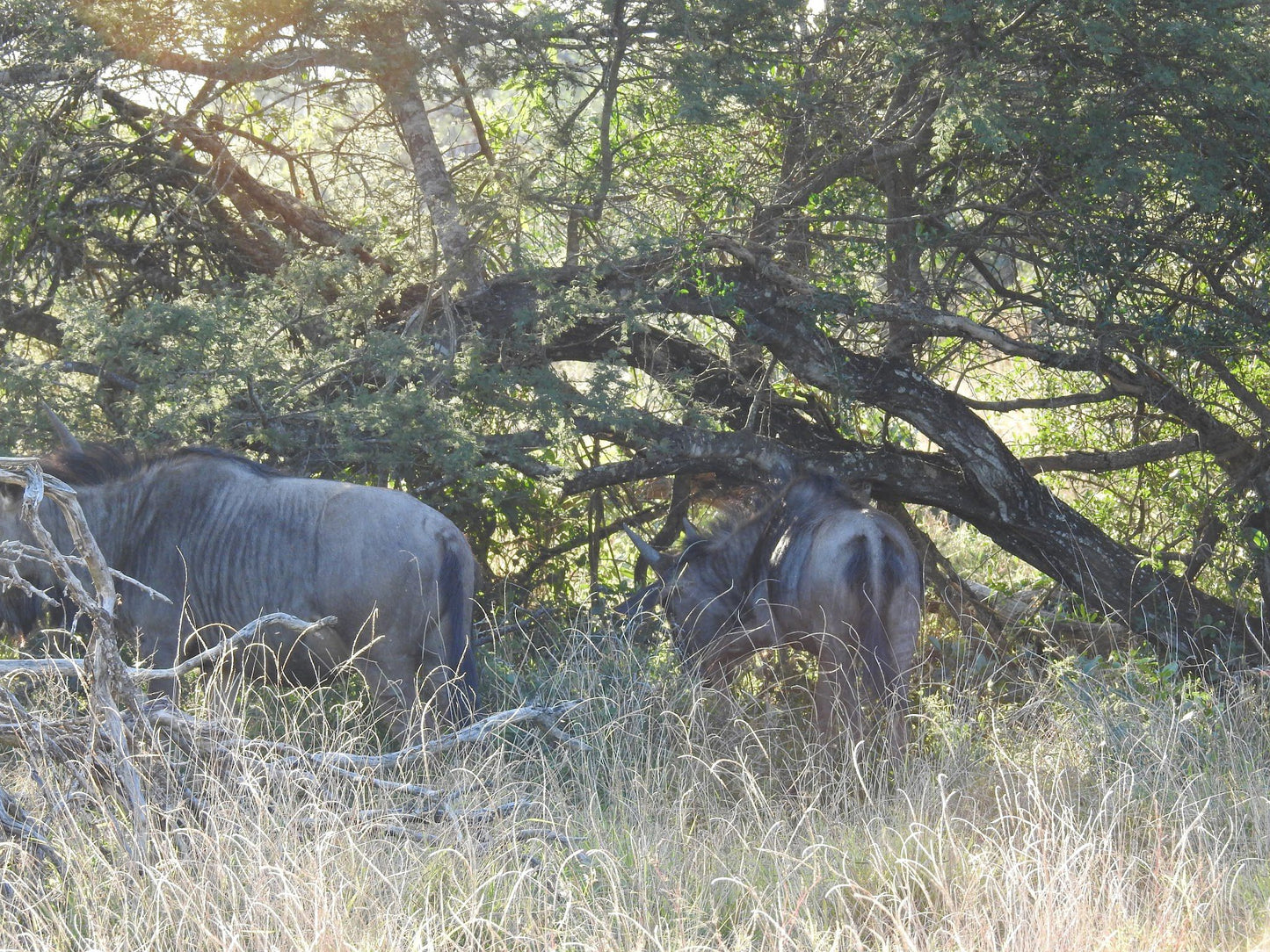  andBeyond Phinda Private Game Reserve