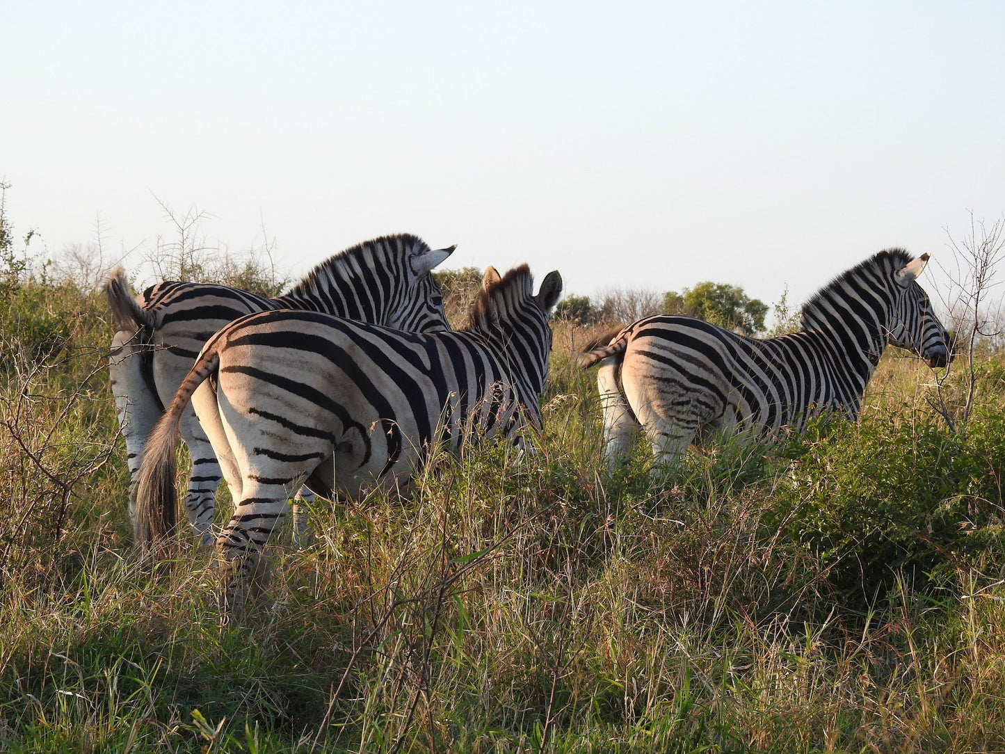  andBeyond Phinda Private Game Reserve