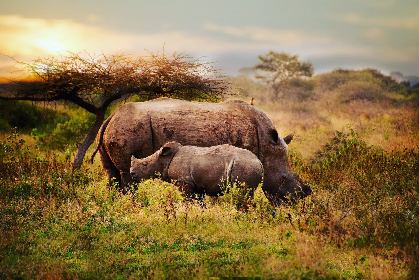  andBeyond Phinda Private Game Reserve