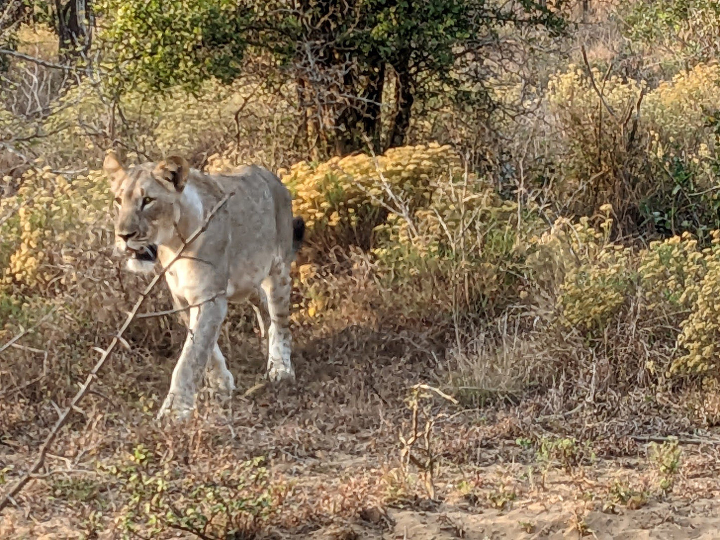  andBeyond Phinda Private Game Reserve