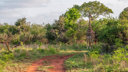  andBeyond Phinda Private Game Reserve