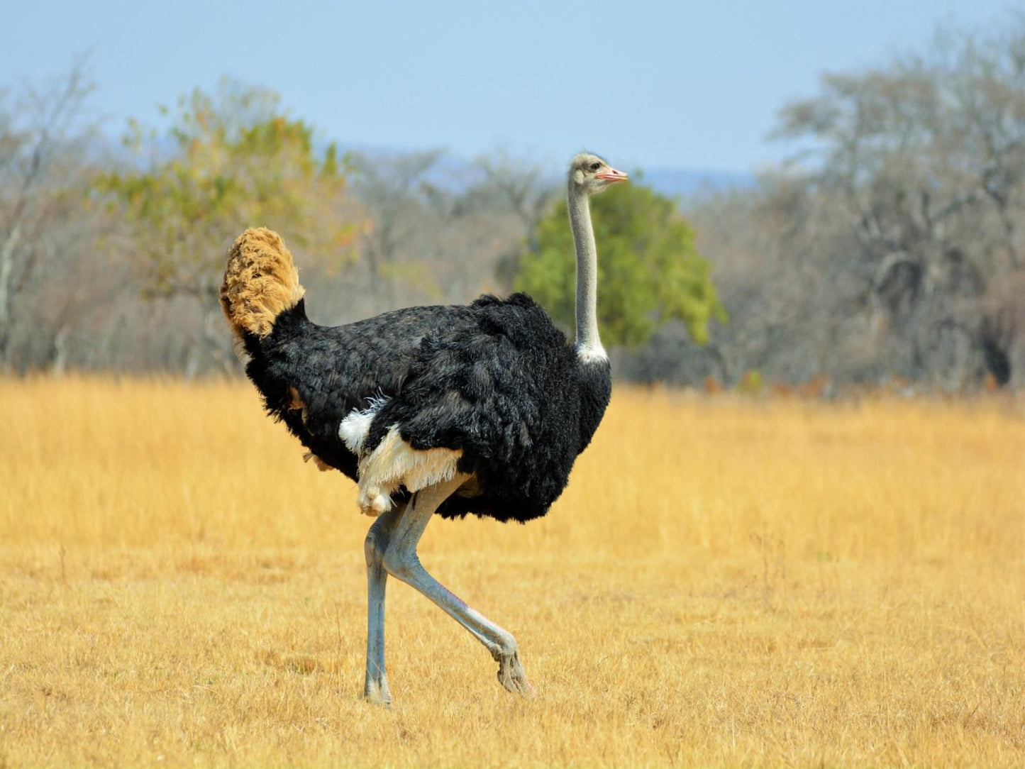 Andante Game Farm Van Alphens Vlei Limpopo Province South Africa Complementary Colors, Ostrich, Bird, Animal