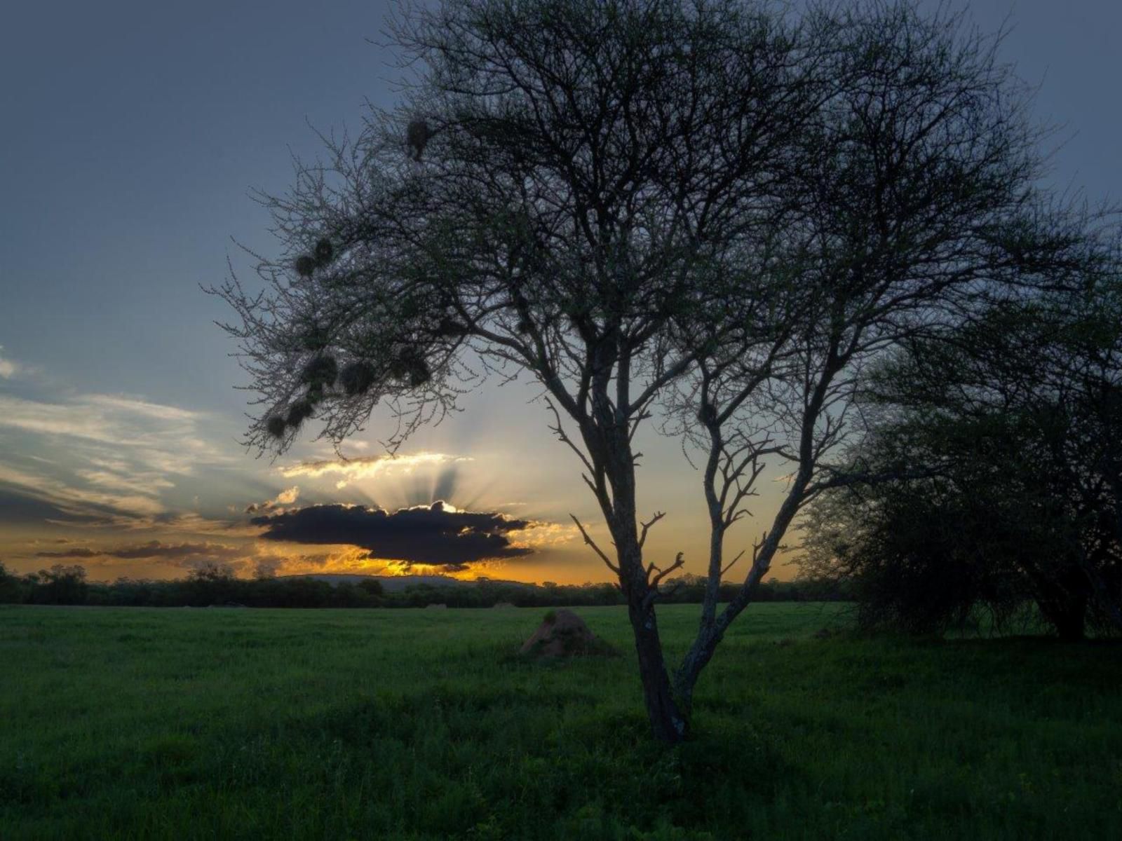 Andante Game Farm Van Alphens Vlei Limpopo Province South Africa Sky, Nature, Lowland, Sunset