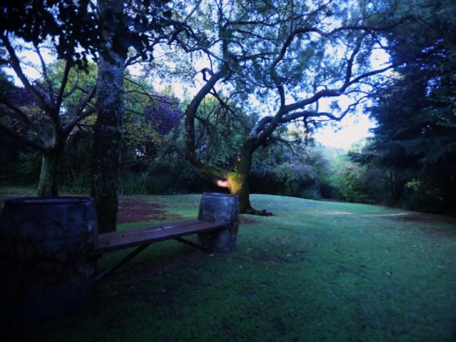 Andante Lodge Elardus Park Pretoria Tshwane Gauteng South Africa Plant, Nature, Tree, Wood