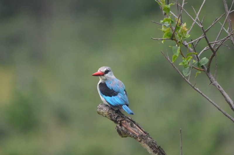 Andova Tented Camp Andover Nature Reserve Mpumalanga South Africa Kingfisher, Bird, Animal