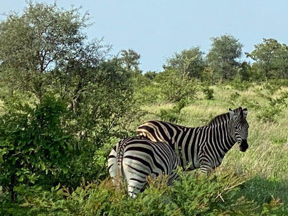 Andova Tented Camp Andover Nature Reserve Mpumalanga South Africa Complementary Colors, Zebra, Mammal, Animal, Herbivore