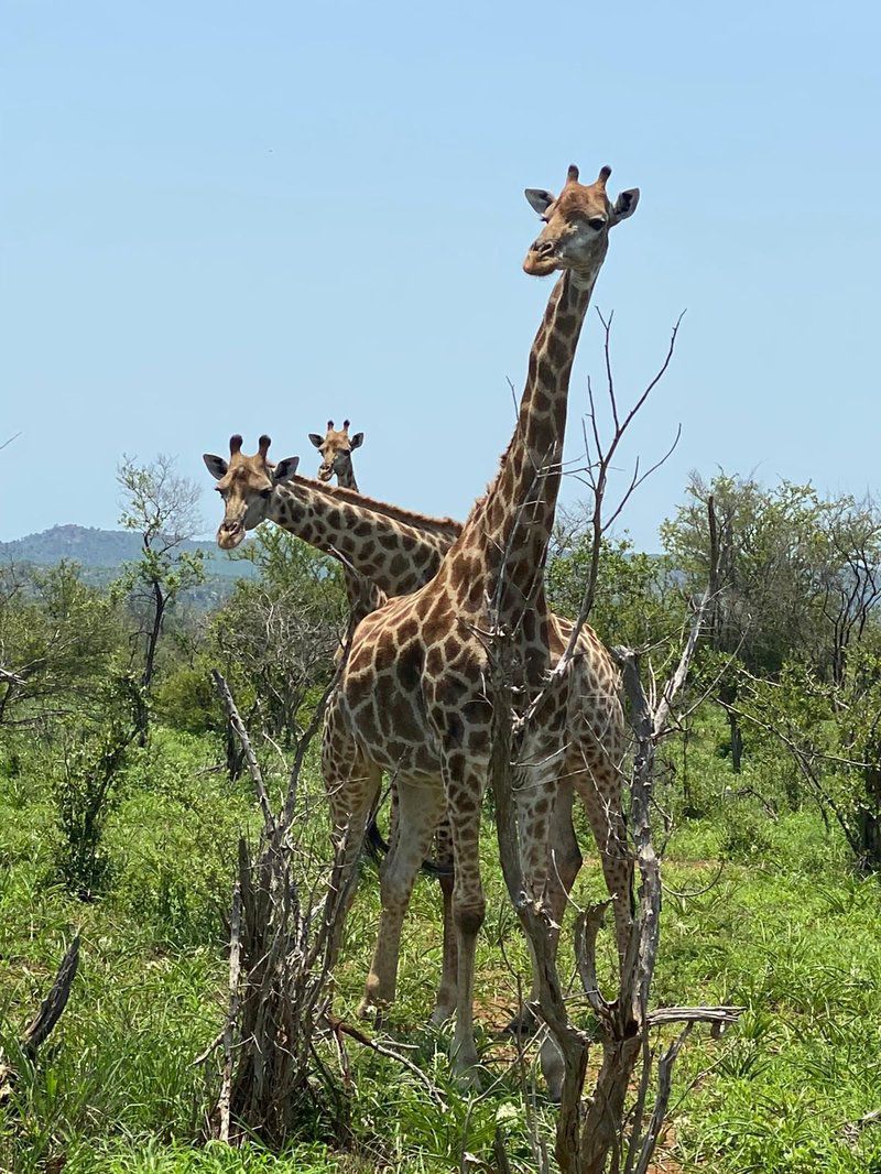 Andova Tented Camp Andover Nature Reserve Mpumalanga South Africa Complementary Colors, Giraffe, Mammal, Animal, Herbivore