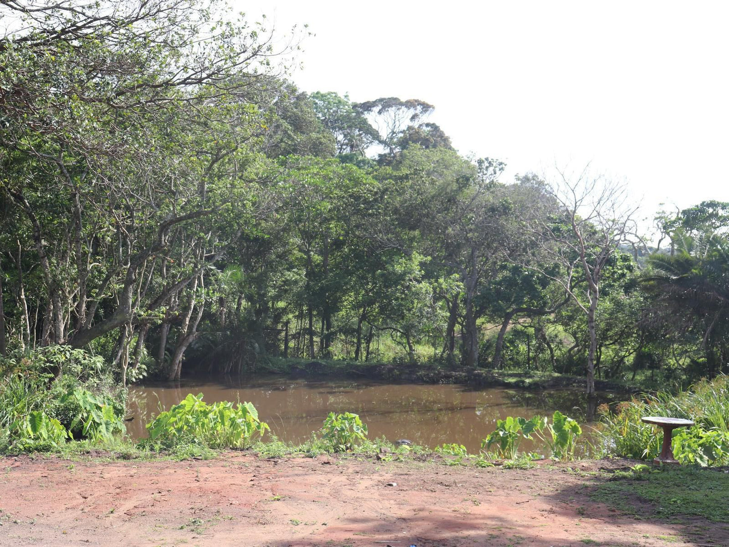 Anerley Garden Park Resort, Forest, Nature, Plant, Tree, Wood, River, Waters