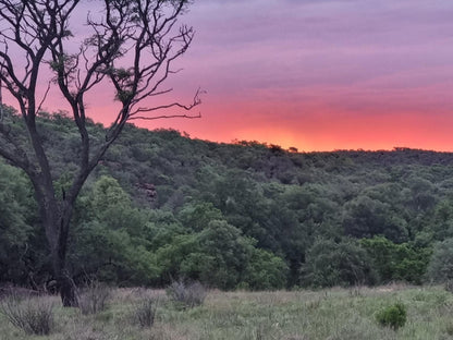 Angels Valley River Lodge, Tree, Plant, Nature, Wood, Sunset, Sky