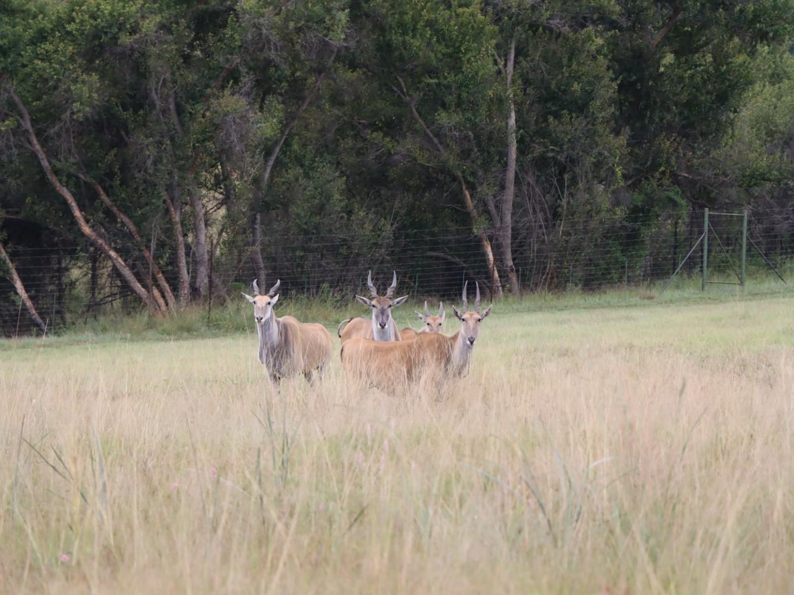 Angels Valley River Lodge, Deer, Mammal, Animal, Herbivore