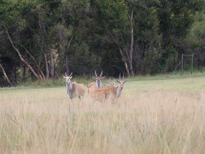 Angels Valley River Lodge, Deer, Mammal, Animal, Herbivore