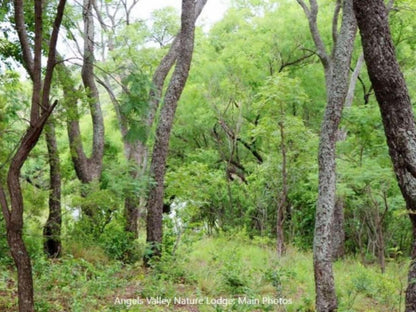 Angels Valley Ezemvelo Nature Reserve Bronkhorstspruit Gauteng South Africa Forest, Nature, Plant, Tree, Wood