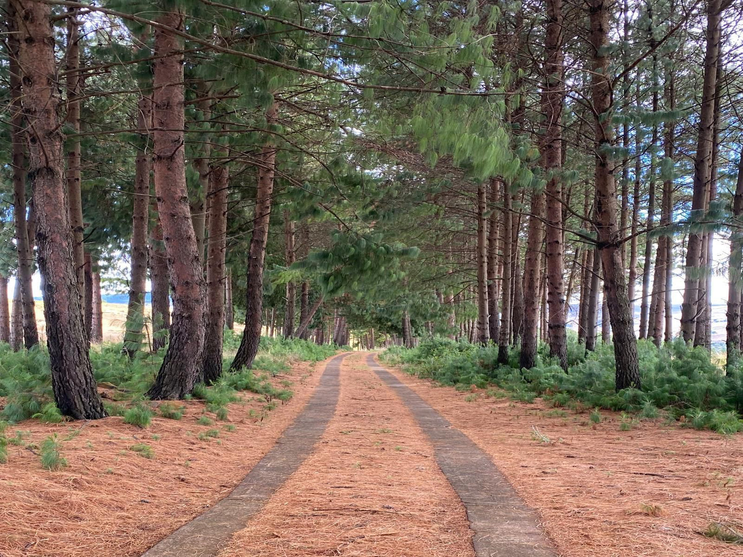 Angel S Rest Dullstroom Country Estate Dullstroom Mpumalanga South Africa Forest, Nature, Plant, Tree, Wood, Leading Lines