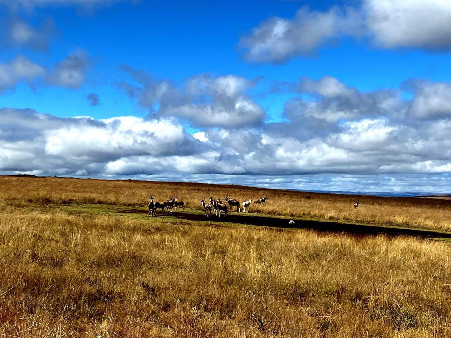 Angel S Rest Dullstroom Country Estate Dullstroom Mpumalanga South Africa Complementary Colors, Colorful, Field, Nature, Agriculture, Lowland