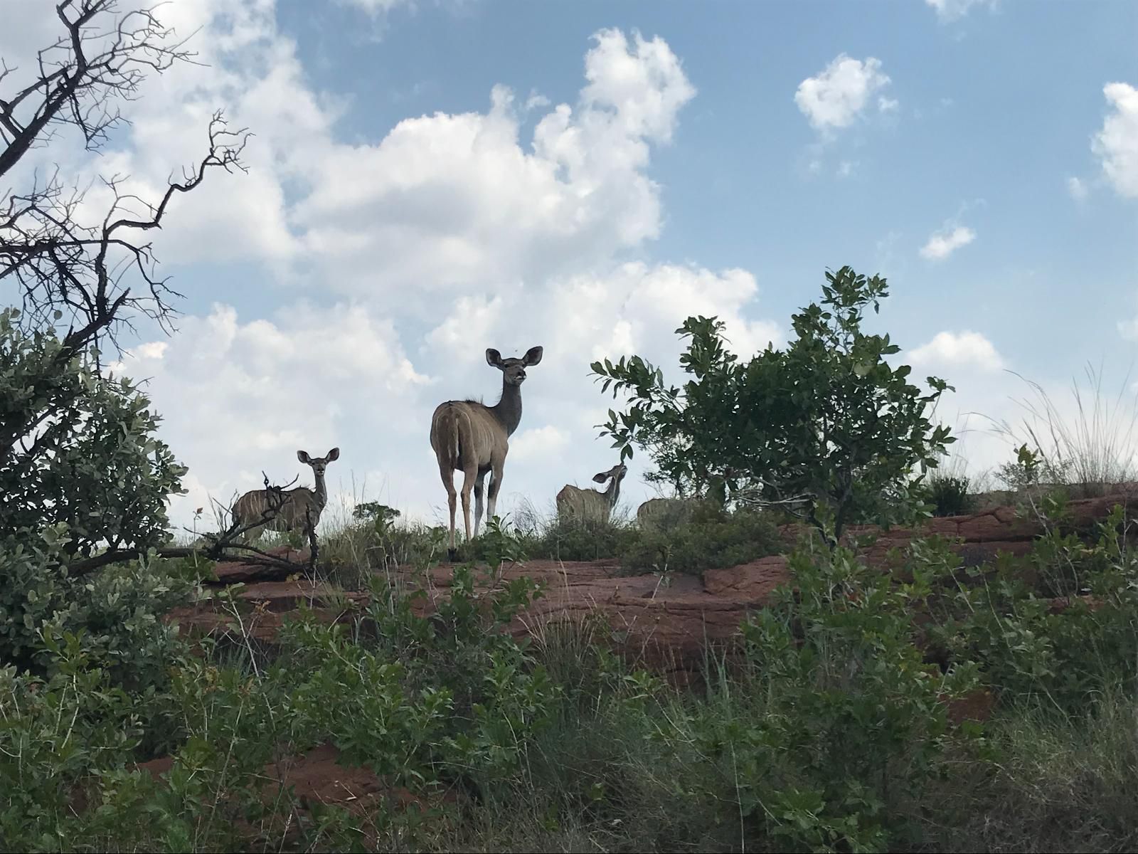 Angel S Rock Bronkhorstspruit Gauteng South Africa Deer, Mammal, Animal, Herbivore