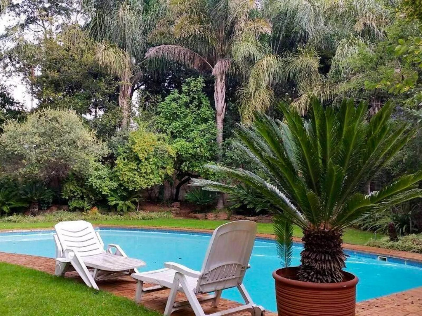 Anka Lodge Atholl Johannesburg Gauteng South Africa Palm Tree, Plant, Nature, Wood, Garden, Swimming Pool