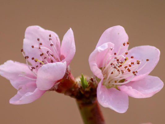 Anker Guesthouse, Blossom, Plant, Nature