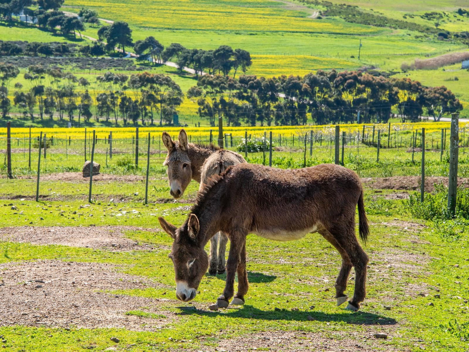 Anna Beulah Farm Cape Farms Cape Town Western Cape South Africa Donkey, Mammal, Animal, Herbivore