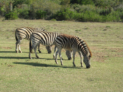 Annie S Selfcatering Accommodation The Cottage Bluewater Bay Port Elizabeth Eastern Cape South Africa Zebra, Mammal, Animal, Herbivore